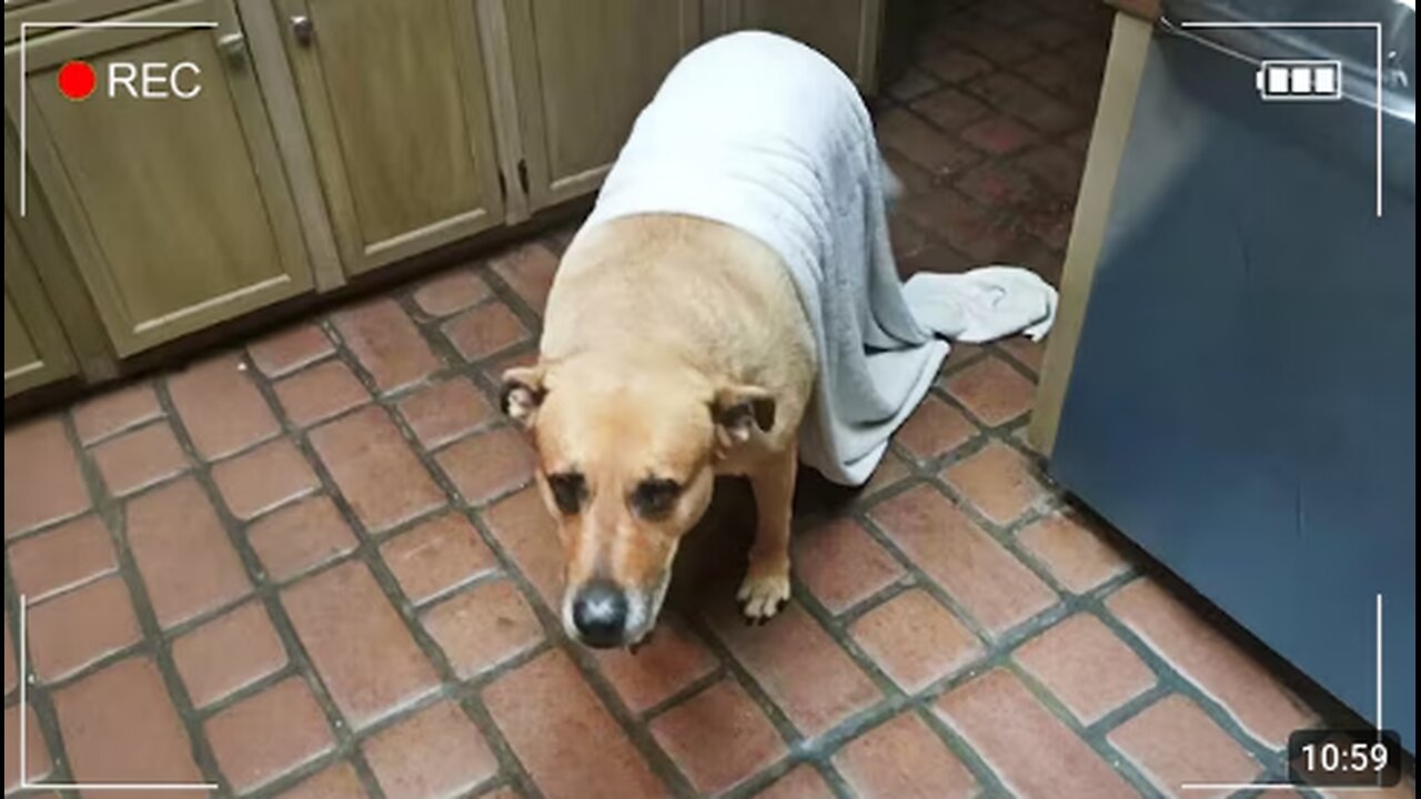 Secret Life of Animals Caught on Camera 😁 Funniest ANIMAL Videos