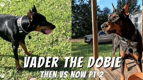 Then Versus Now (Part 2): Doberman Morning Energy & Handsome Glow-Up 🐾✨ | August 2025 Update
