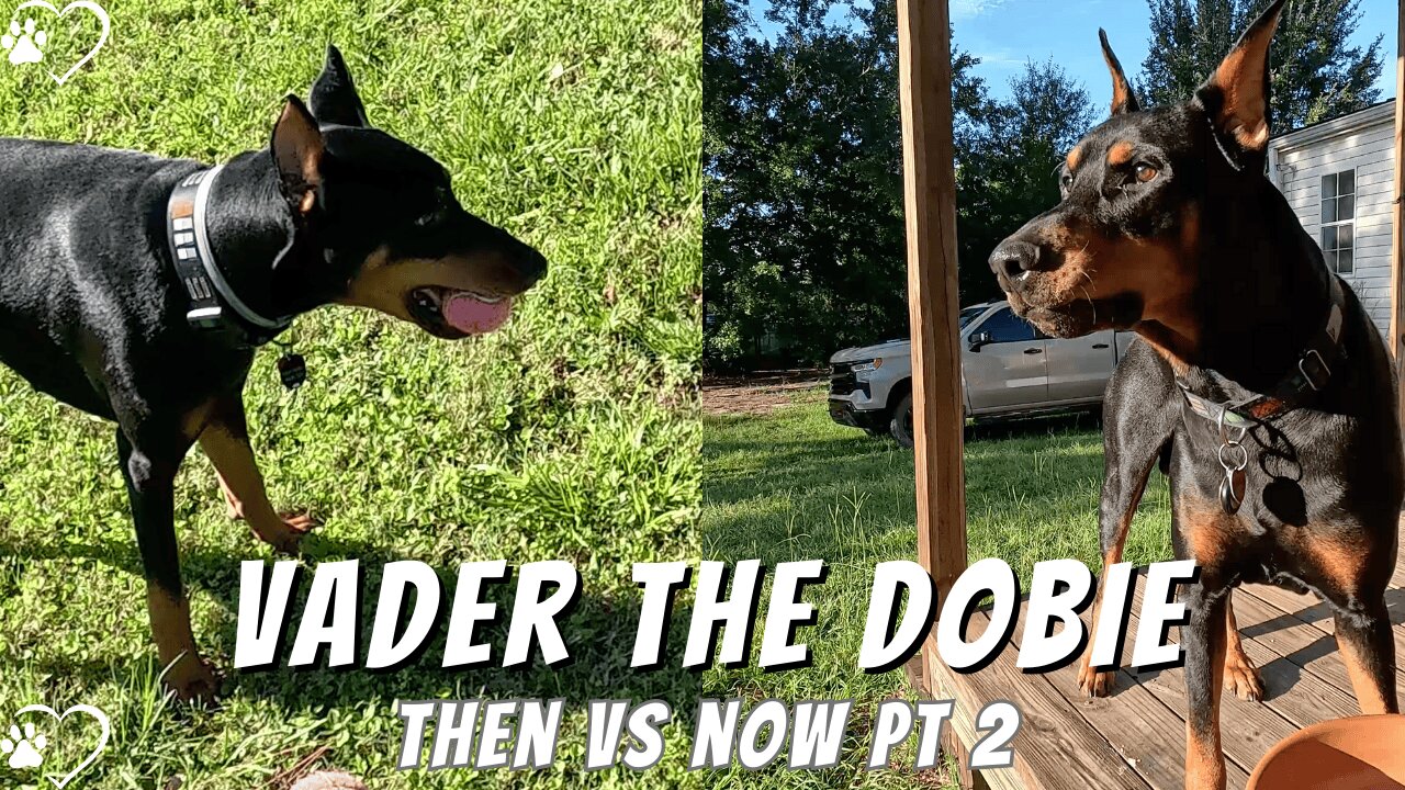 Then Versus Now (Part 2): Doberman Morning Energy & Handsome Glow-Up 🐾✨ | August 2025 Update