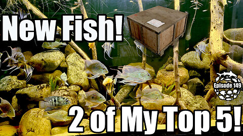 New Fish! 2 of My Top 5 Marine Predators!