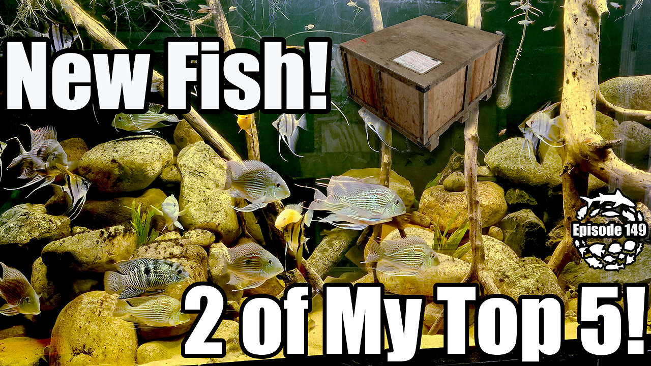 New Fish! 2 of My Top 5 Marine Predators!