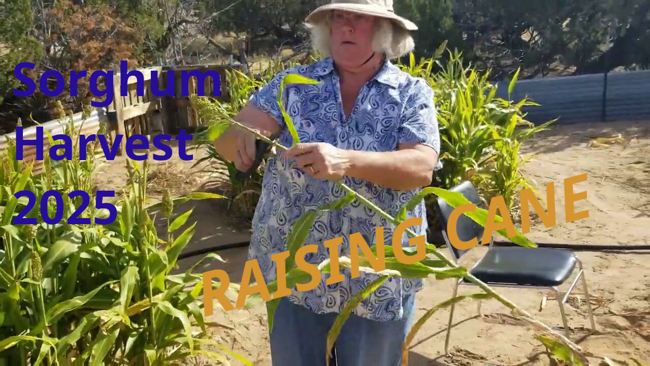 Sorghum Harvest 2025
