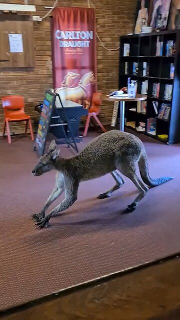 Kangaroo diaries only in Australia 🇦🇺