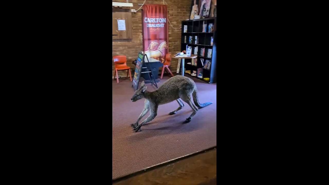 Kangaroo diaries only in Australia 🇦🇺