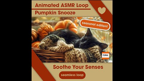 🐈‍⬛Pumpkin Snooze | Halloween Black Cat Cozy Pumpkin Video