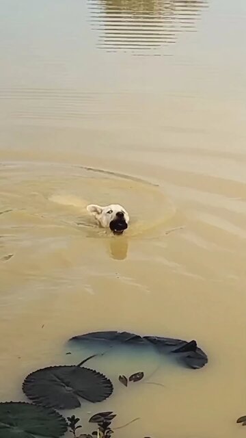 Best SokYaa, OG, Pao & Mom Are Videomous Around The World #shorts #anime #trend #edit