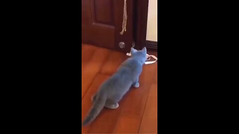 afraid cat