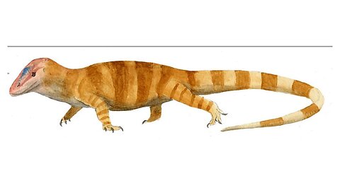 Yazd Lizard