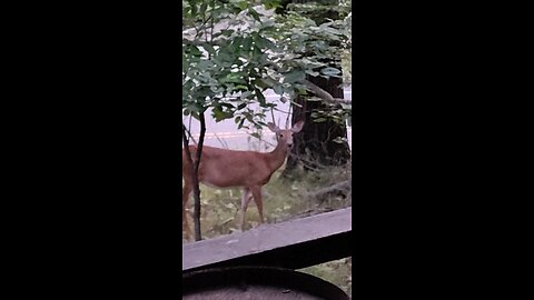 Feeding the deer watermelon in the back yard