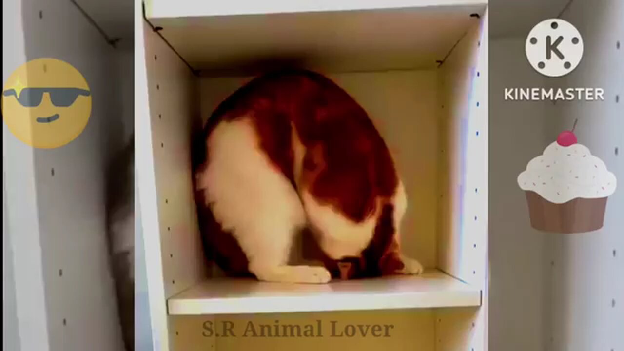 Funny animals videos)//Funny Cats