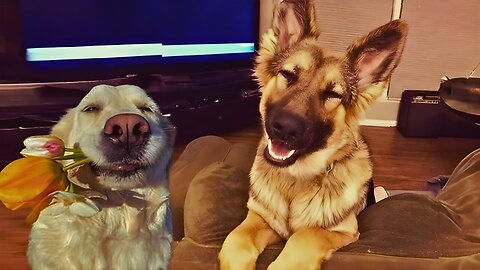 You’ll Die Laughing At These 🤣 FUNNY PUPPIES – 2025’s Cutest Canine Chaos!