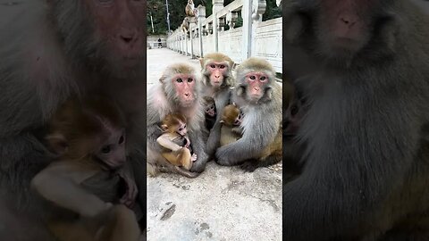 A family of 6 monkeys