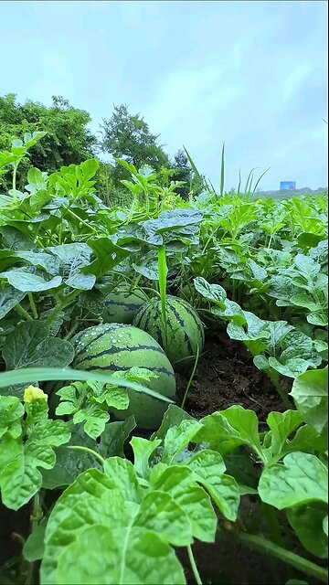 Beautiful Nature # greenery#vegetables #farming hindisong