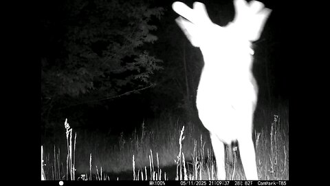 Deer Trail Game Camera 05-11-2025 Nice Size Mother's Day Buck Close