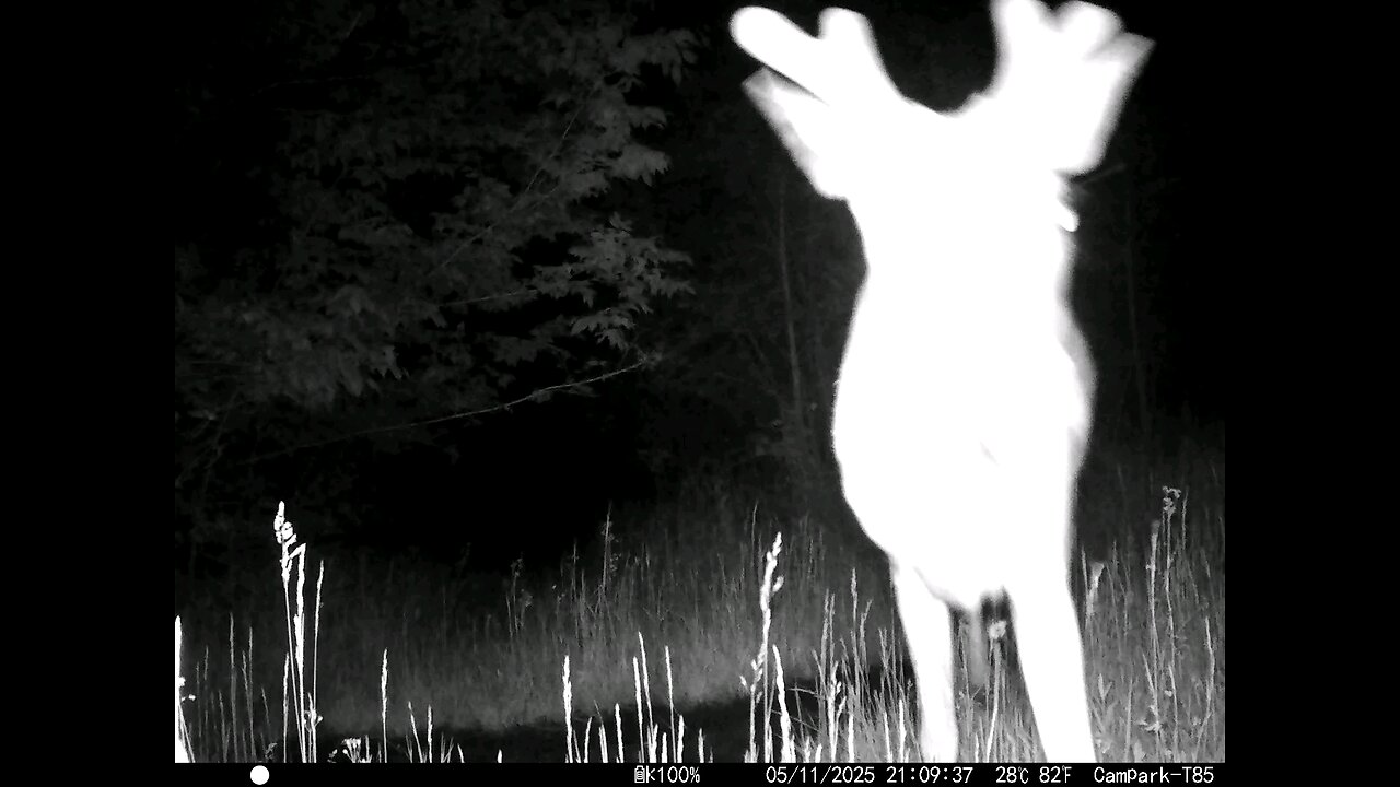 Deer Trail Game Camera 05-11-2025 Nice Size Mother's Day Buck Close