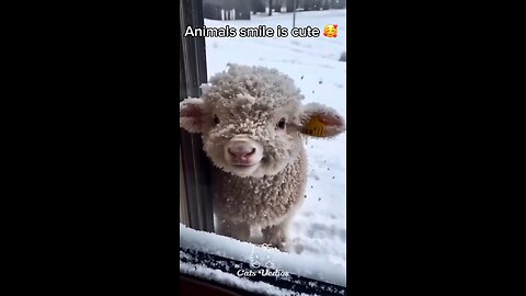 Animal's Laughing is cut😊