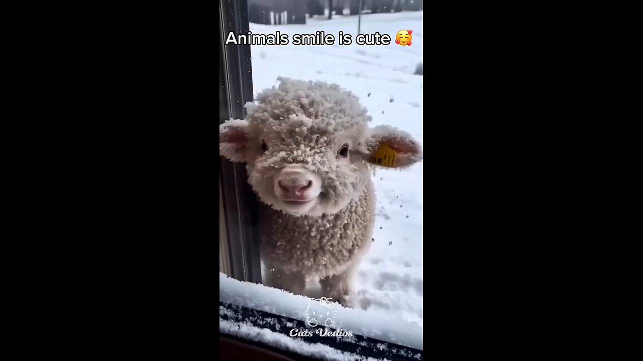 Animal's Laughing is cut😊
