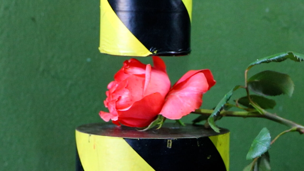 Rose Vs Hydraulic Press