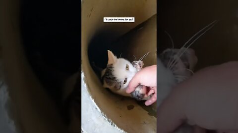 A man noticed a cat saving kittens and helping her
