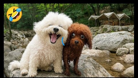 Animals funny
