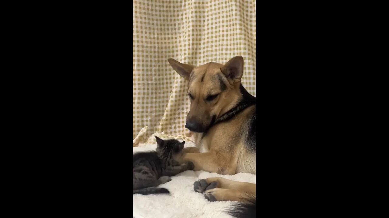 Cutest video of the day🥰