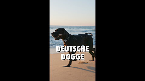 🐶🏰 Die Deutsche Dogge – majestätisch und liebenswert!