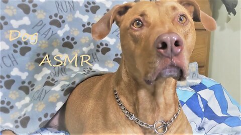 Dog ASMR Sound Up