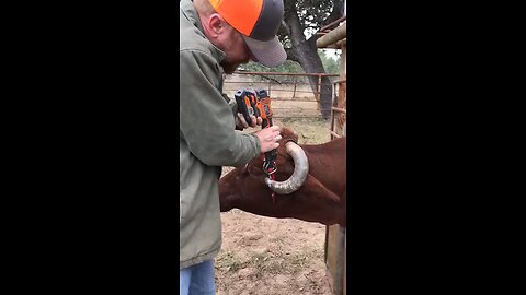 dehorning cow