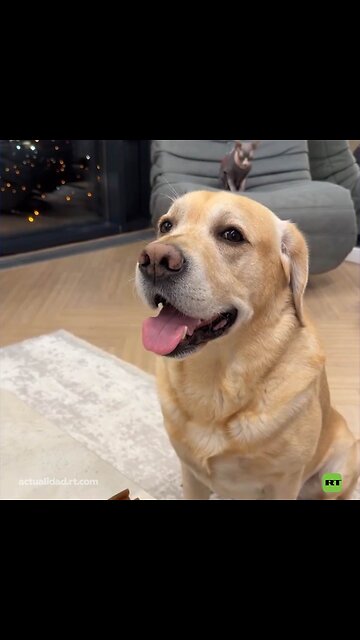 El perro resulta ser más astuto que su dueño