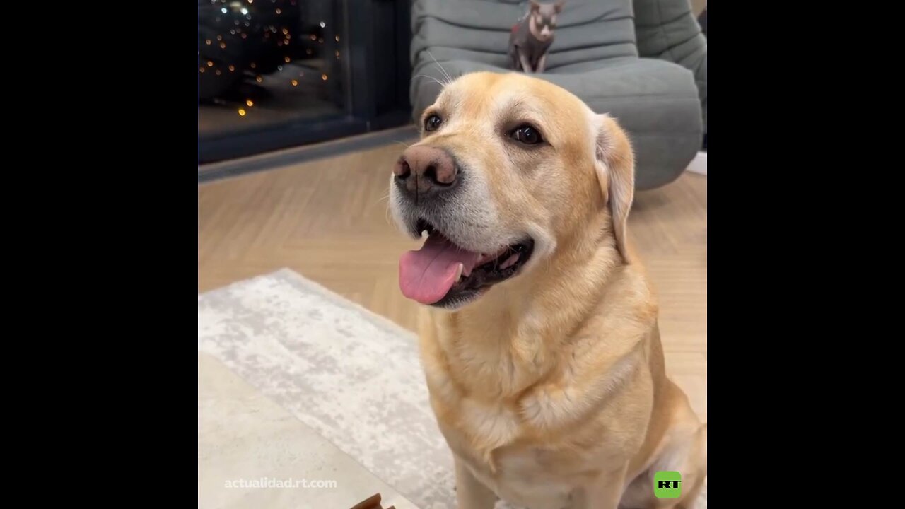 El perro resulta ser más astuto que su dueño