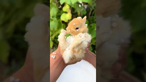 Very cute pearl rabbit, cute pet debut plan, rabbit, rural cute pet