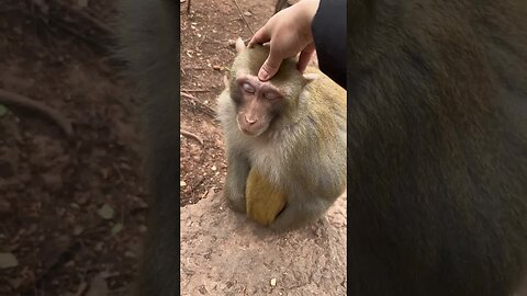 Funny monkey #87