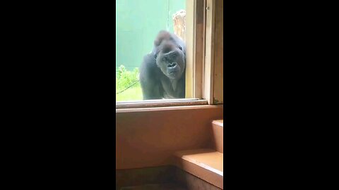 so funny gorilla video I can't stop laughing 😆 🤣 #funny #sofunny🤣🤣 #funnygorilla #foryou