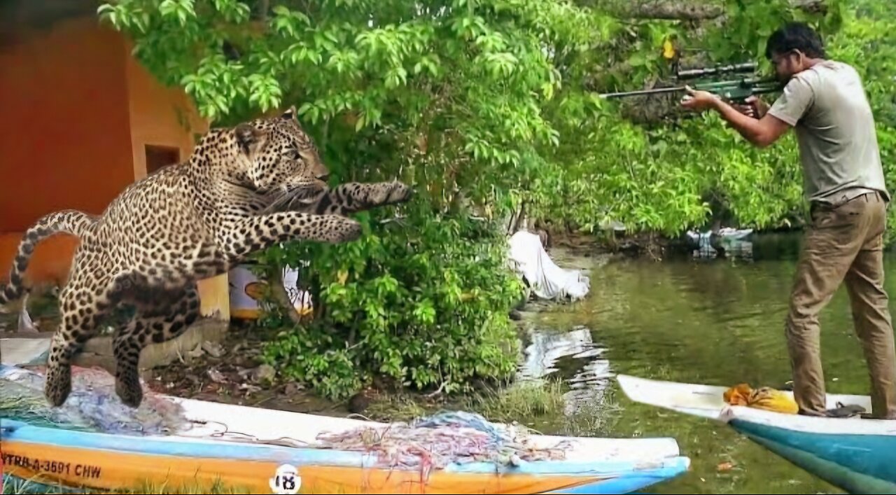 The leopard in the fishing village 😲😲