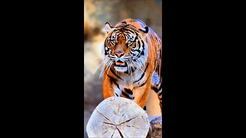 The Tiger