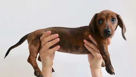 Top Funny and cute Dachshund Dogs playing Videos Compilation 2020| Try Not To Laugh dogs Videos 2020