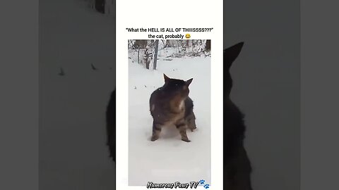 When Animals Take Comedy Too Far!