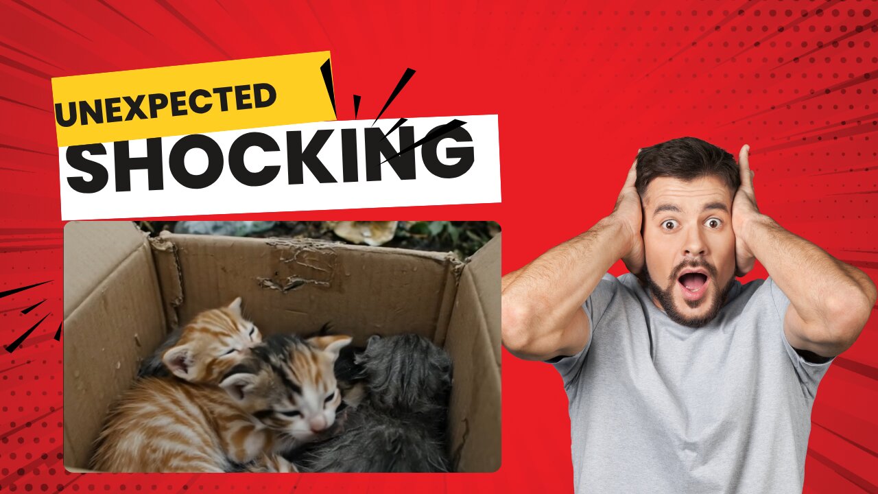 poor cats-Never do this😡👊👊👊🥺😾