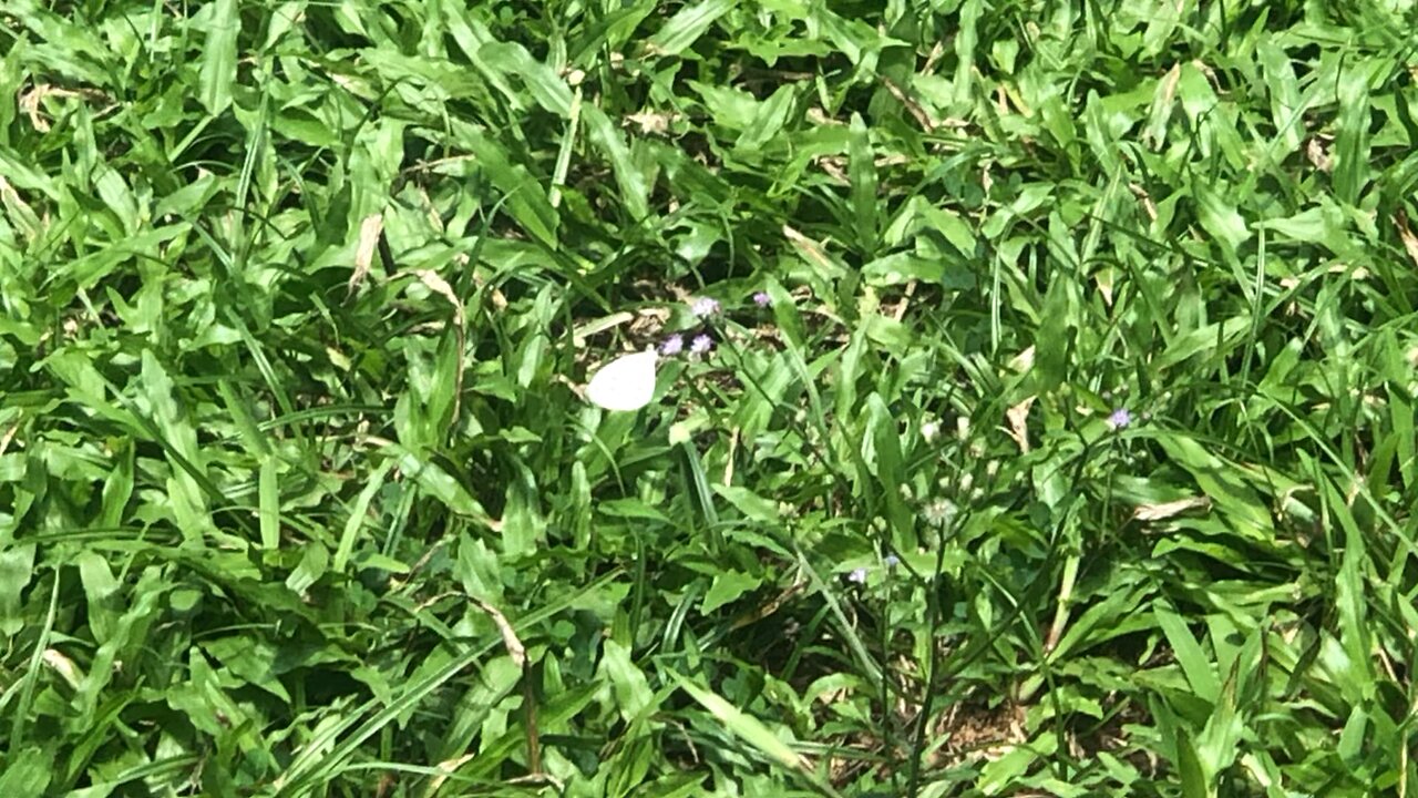 Tiny White Butterfly