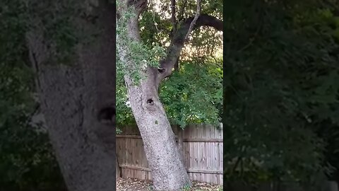 The raccoon got stuck in the fence and the man saved him and became his best friend