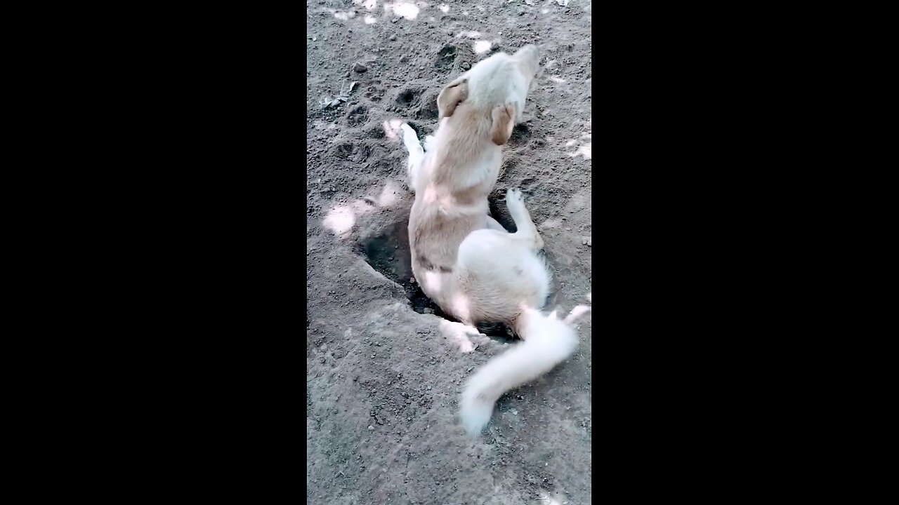 The poor dog's paw is broken 😭🤧