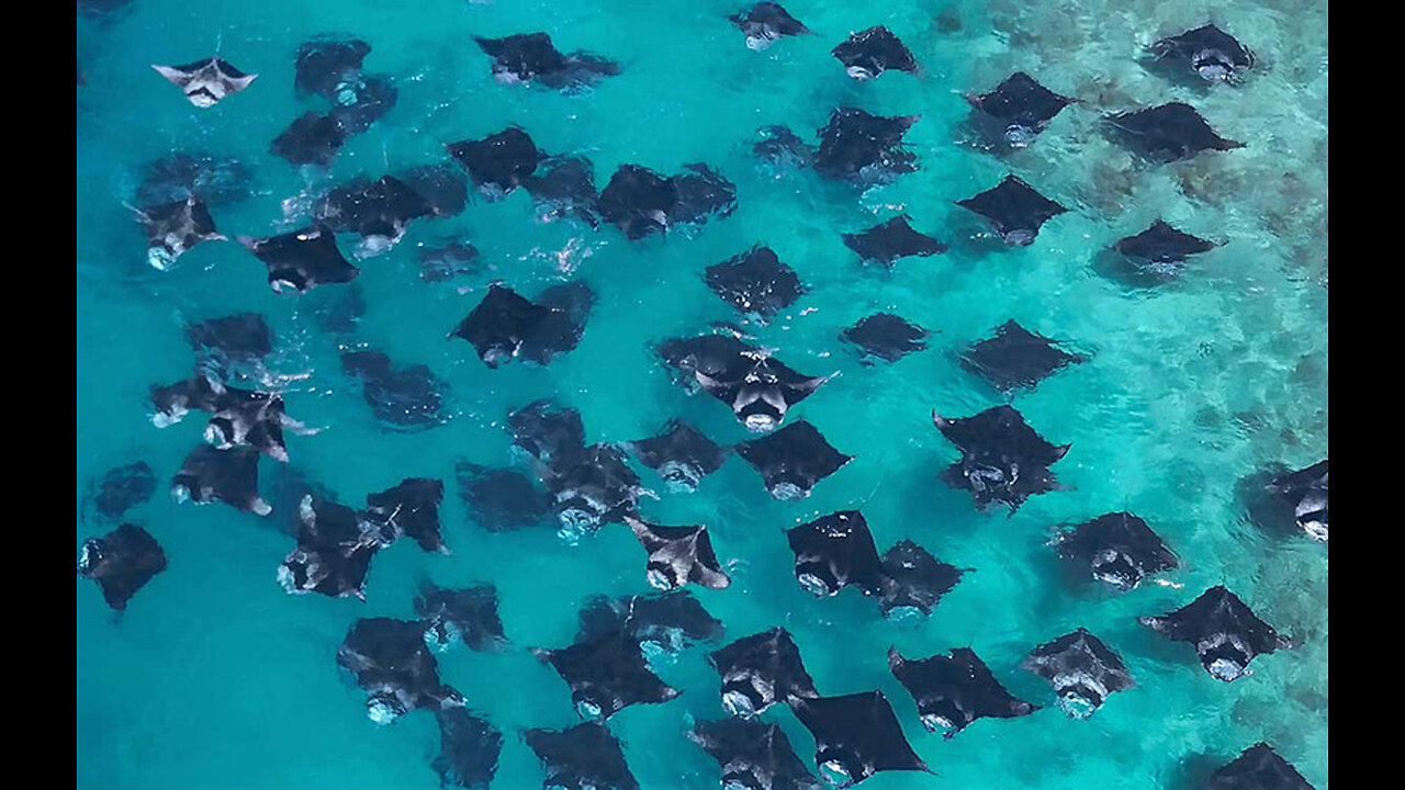 Swimming with manta rays in the Maldives