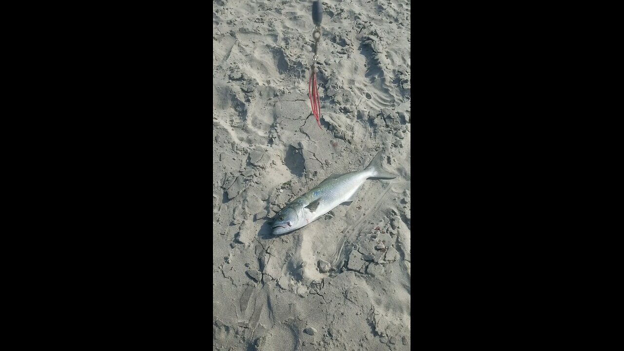 Orange and lemon blue fish salad sandwiches....