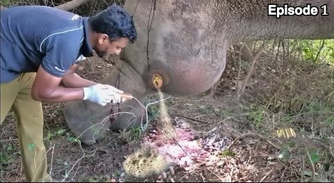 Elephant injured in leg by gunshot #viralvideo #animals #elephant #wildlife #nature