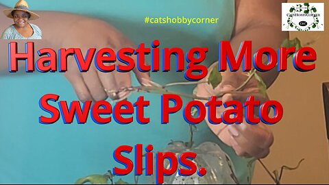 Harvesting More Sweet Potato Slips - #catshobbycorner #sweetpotato