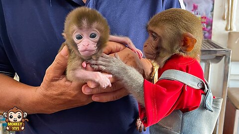 YiYi so excited when grandpa takes baby monkey for a health check up