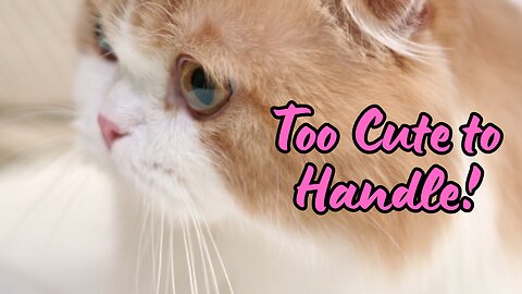 Hilarious Cat Moments You Can’t Miss!| Pawfect LOLs #16