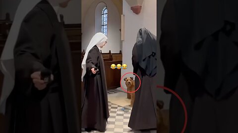 Animals Funny Compilation #funnyanimals #animals #pets #shorts