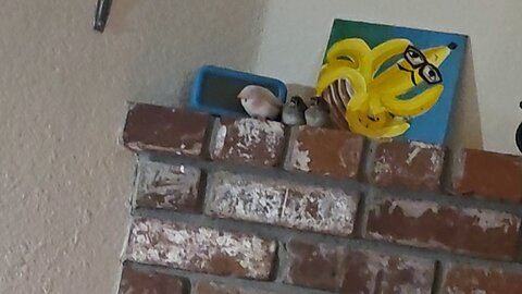 Baby zebra finches trying to get fed from their rare mutation "Penguin" mother.