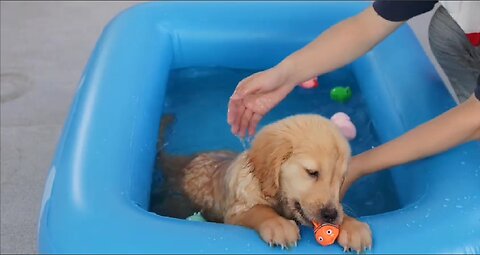 The first bath for a golden retriever puppy!